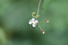 Cardiospermum halicacabum